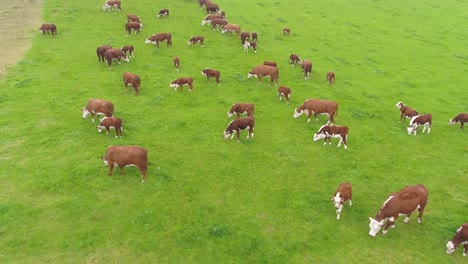 Slow-moving-drone-footage-forwards-over-a-dry-stone-wall-and-panning-upwards-revealing-a-herd-of-brown-cows-in-a-farmer's-steep-field-in-rural-Lancashire,-UK