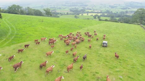Drone-footage-of-a-herd-of-brown-cows-chasing-the-farmer's-vehicle-in-a-fielding-Lancashire,-UK-ahead-of-feeding