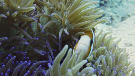 Cute-Nemo-clownfish-hiding-in-sea-Anemone,-closeup