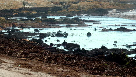 Wand-Aus-Meeresschutt,-Pflanzenmaterial,-Das-Nach-Einem-Großen-Küstensturm-An-Den-Strand-Gespült-Wurde