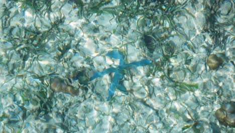 Close-up-of-blue-starfish-in-shallow-crystal-clear-shimmering-ocean-water-on-remote-tropical-island-destination