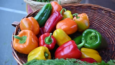 At-the-agriculture-festival-in-the-United-Arab-Emirates,-locally-grown-bell-peppers-are-showcased-and-offered-for-sale