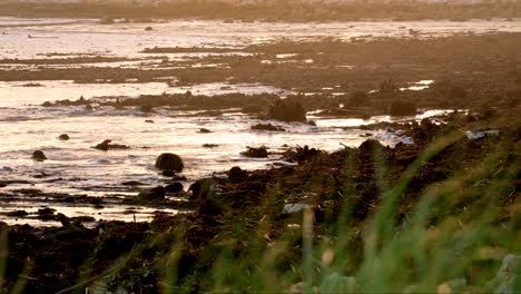Driftwood,-plant-matter-and-marine-debris-washed-up-on-beach,-sunset-view