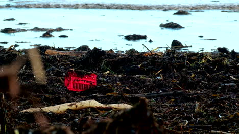 Vivid-red-crate-stands-out-among-driftwood-and-plant-matter-debris-on-beach