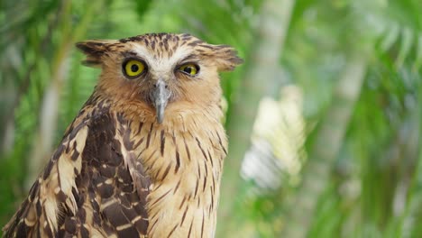 Buffy-fish-owl-or-Ketupa-ketupu-perched-in-tropical-palm-forest-looks-out-with-yellow-eyes