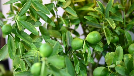 A-homegrown-lemon-plant-showcased-at-the-agriculture-festival-in-the-UAE
