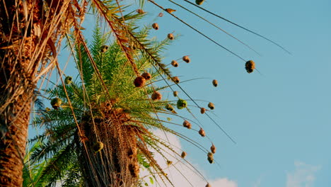 Nahaufnahme-Tropischer-Kolibris,-Die-Auf-Einem-Exotischen-Baum-Chillen
