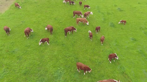 Drone-footage-moving-slowly-backwards-and-panning-upwards-low-over-a-herd-of-brown-cows-in-a-steep-farmer's-field-in-rural-Lancashire,-UK
