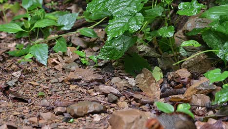Seen-foraging-in-the-forest-as-its-moves-to-the-right-and-towards-the-front,-Ferruginous-Partridge-Caloperdix-oculeus,-Thailand