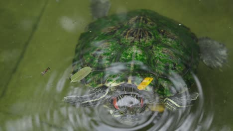 Swimming-red-eared-slider-or-Trachemys-scripta-elegans-wades-across-algae-mossy-waters-with-leaf-on-back