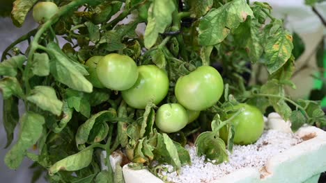 Auf-Dem-Landwirtschaftsfestival-In-Den-Vereinigten-Arabischen-Emiraten-Wurde-Eine-Selbst-Angebaute-Tomatenpflanze-Präsentiert