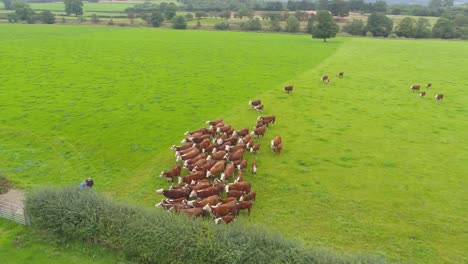 Drone-footage-of-a-herd-of-brown-cows-waiting-for-an-electric-fence-to-be-connected-so-they-can-be-moved-from-one-field-to-another-at-a-farm-in-Lancashire,-UK