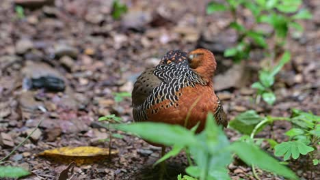 Preening-its-feathers-and-wings-on-the-ground-covered-by-some-plants,-Ferruginous-Partridge-Caloperdix-oculeus,-Thailand