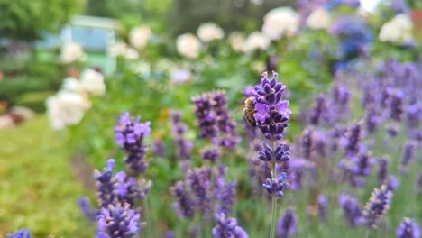 Honigbiene-Ernährt-Sich-Langsam-Von-Lavendelblüten