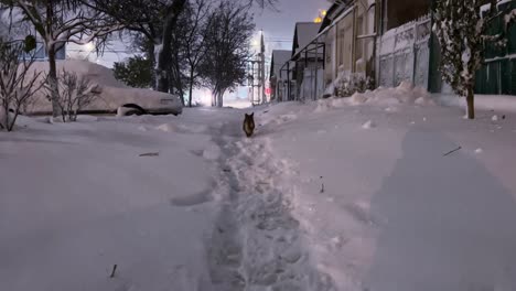 Winter-Wander:-Red-Dog-Roaming-Through-Snowy-Night