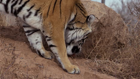 Tiger-Findet-Ein-Stück-Fleisch-Auf-Dem-Boden,-Hebt-Es-Auf-Und-Schüttelt-Es-Im-Mund