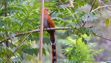 Close-view-of-squirrel-cuckoo-bird-in-leafy-green-tree-in-Colombia