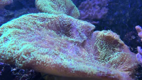 Anemone-in-aquarium-with-UV-light