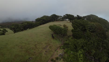 Drone-flying-over-Fanal-Forest-at-Madeira-where-laurel-trees-and-misty-fog-are-visible-under-the-drone