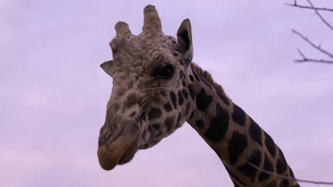 Ältere-Giraffe-Isoliert-Vor-Violettem,-Bewölktem-Tag-–-Mittlere-Aufnahme-Im-Gesicht