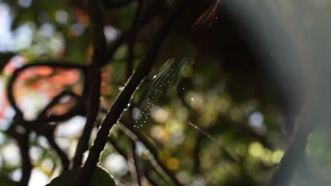 Nahaufnahme-Eines-Regenbogenspinnennetzes-In-Freier-Wildbahn-Auf-Einem-Baum-Im-Wald-Mit-Regentropfen