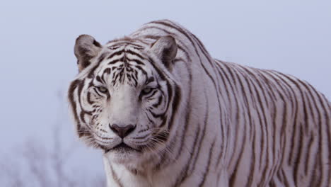 Weißer-Tiger-Blickt-Direkt-In-Die-Kamera-–-Mittlere-Aufnahme-–-Furchteinflößende-Großkatze