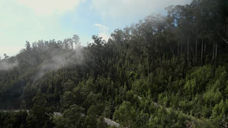 Drohnenflug-Umlaufbahnbewegung-Mitten-Im-Grünen-Wald-Auf-Madeira,-Während-Nebel-Und-Wolken-In-Den-Rahmen-Kommen