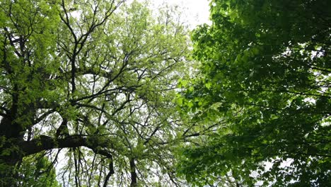 Hermosa-Toma-Panorámica-Lenta-De-árboles-Verdes-Con-Ramas-Largas,-Appleton-Wisconsin,-Durante-El-Día
