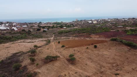 Granjero-Arando-Un-Campo-Con-Un-Caballo-En-La-Zona-Rural-De-Senegal-Cerca-Del-Mar