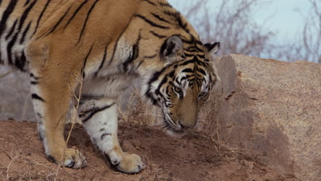 Tiger-sniffing-for-scent-near-rock---medium-shot