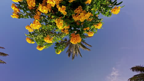 Blick-Auf-Bunte-Gelbe-Blumen-Und-Palmenblätter-In-Der-Klaren,-Blauen-Himmelslandschaft