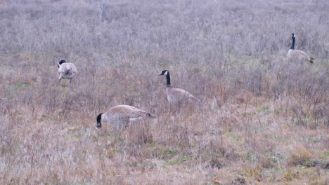 Flock-of-Canadian-Geese-walking-and-grazing-on-grass-in-open-plain-field-in-Boise,-Idaho,-USA