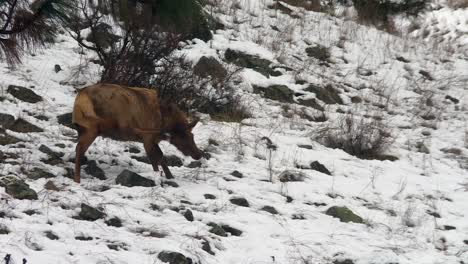 Female-Elk-Scratching-Its-Head-On-Snowy-Terrain-Of-Boise-National-Forest-In-Idaho,-USA