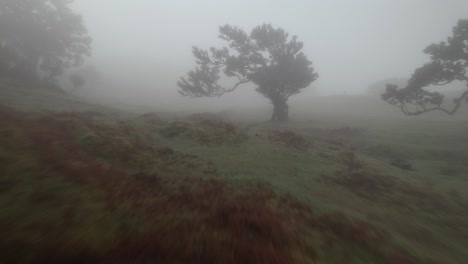 Drohne-Fliegt-In-Bodennähe-Im-Fanal-Wald-Auf-Madeira,-Wo-Nebel-Und-Nebel-Zwischen-Lorbeerbäumen-Herrschen