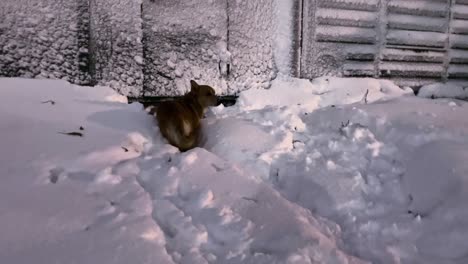 Winterpfoten:-Die-Spielerische-Reise-Des-Roten-Hundes-Durch-Tiefen-Schnee