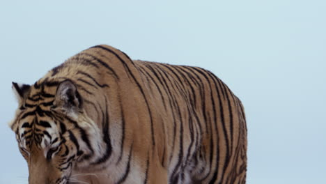 Tiger-Schaut-Zur-Kamera,-Leckt-Sich-Die-Lippen-Und-Geht-Weg-–-Mittlere-Einstellung