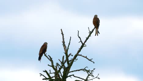 Slowmotion-of-two-Red-Kites-chilling-on-the-Tree