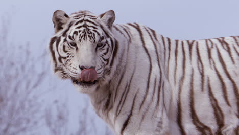 Weißer-Tiger-Blickt-In-Richtung-Kamera-Und-Leckt-Die-Nase-–-Mittlere-Aufnahme