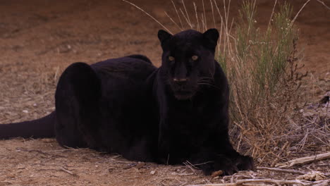 Black-Leopard-laying-down-at-attention-in-wooded-area---focus-in-eyes---full-shot