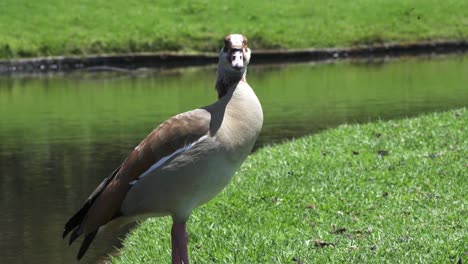 Closeup-Of-Egyptian-Goose-At-Kirstenbosch-National-Botanical-Garden-In-Cape-Town,-South-Africa