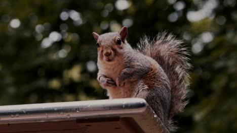 Nahaufnahmevideo-Eines-Braunen-Eichhörnchens,-Das-Beim-Nüssefressen-In-Die-Kamera-Schaut