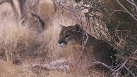 Mountain-lion-laying-down-in-shaded-area---wide-shot