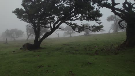 Mann-Läuft-Im-Fanal-Wald-Auf-Madeira,-Während-Ihm-Eine-Drohne-Durch-Den-Nebel-Zwischen-Und-Unter-Lorbeerbäumen-Folgt