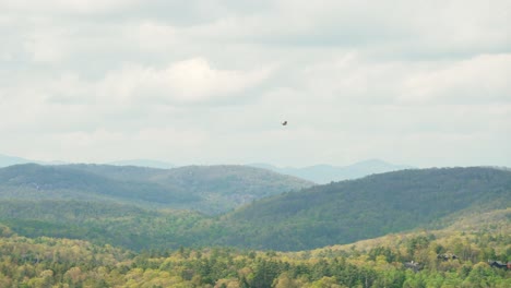 Hawk-or-black-eagle-flying-over-the-lush-green-woodland-mountains-in-search-of-prey