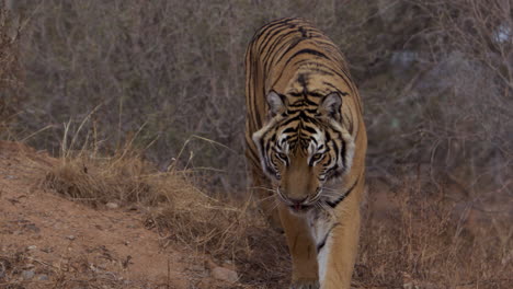 Tiger-walking-out-from-behind-dirt-hill---paning-medium-shot