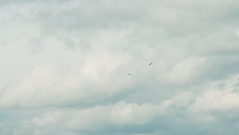 Two-hawks-freely-flying-high-in-the-sky-on-a-cloudy-overcast-day-circling-each-other-looking-for-prey