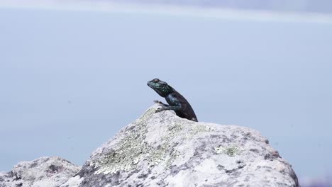 Cordylus-Niger,-Or-Black-Girdled-Lizard,-On-Rock-In-Table-Mountain,-Cape-Town,-South-Africa