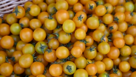 Locally-grown-cheery-tomatoes-are-showcased-and-offered-for-sale-during-the-agriculture-festival-in-the-UAE