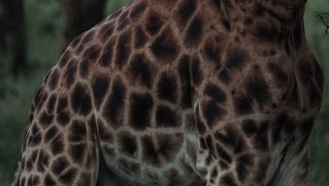 Close-Up-Of-Giraffes-Spots,-Skin-Pattern-While-Grazing-In-Forest-Bushes