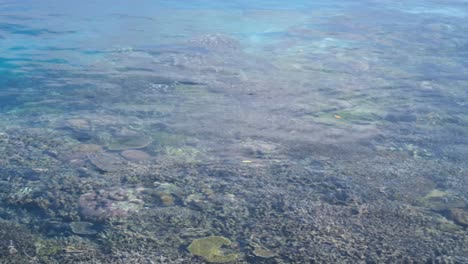 Vista-Panorámica-Del-Arrecife-De-Coral-En-Aguas-Cristalinas-De-Color-Turquesa-En-La-Costa-De-Una-Remota-Isla-Tropical-En-Raja-Ampat,-West-Ampat,-Indonesia